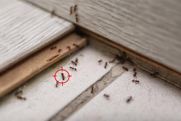 Best Termite Control Services  in Orland Park, IL