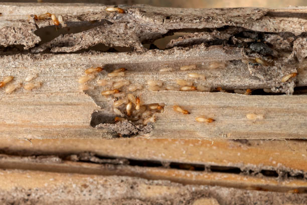 Reliable Orland Park, IL Pest Control Solutions